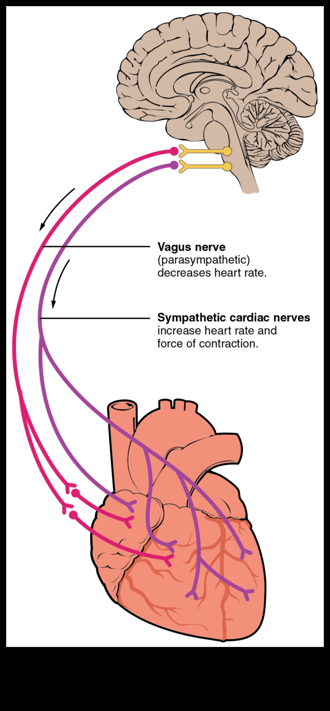 Minunății cardiovasculare: Dezvăluirea misterelor sănătății inimii